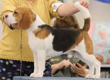 Lokavi beagles shop